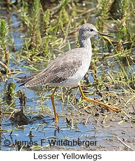 Lesser Yellowlegs - © James F Wittenberger and Exotic Birding LLC Lesser Yellowlegs - © James F Wittenberger and Exotic Birding LLC