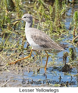 Lesser Yellowlegs - © James F Wittenberger and Exotic Birding LLC Lesser Yellowlegs - © James F Wittenberger and Exotic Birding LLC