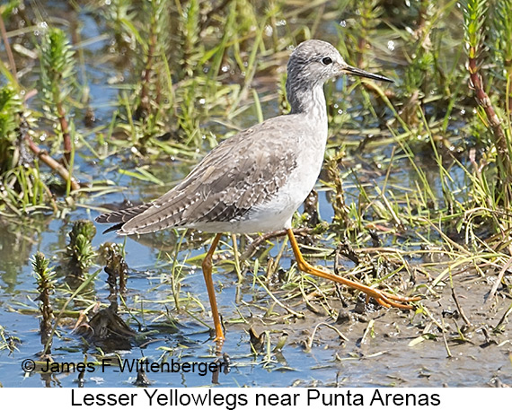 Lesser Yellowlegs - © James F Wittenberger and Exotic Birding LLC Lesser Yellowlegs - © James F Wittenberger and Exotic Birding LLC