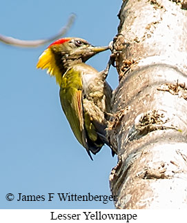 Lesser Yellownape - &copy; James F Wittenberger and Exotic Birding LLC