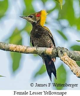 Female Lesser Yellownape - © James F Wittenberger and Exotic Birding LLC Female Lesser Yellownape - © James F Wittenberger and Exotic Birding LLC