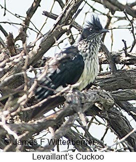 Levaillant's Cuckoo - © James F Wittenberger and Exotic Birding LLC