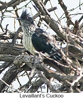 Levaillant's Cuckoo - © James F Wittenberger and Exotic Birding LLC
