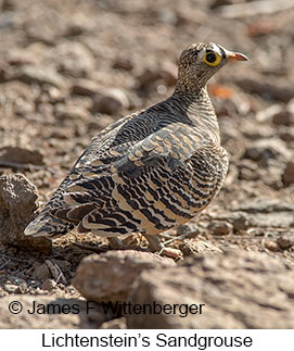 Lichtenstein's Sandgrouse - © James F Wittenberger and Exotic Birding LLC