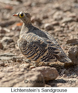 Lichtenstein's Sandgrouse - © James F Wittenberger and Exotic Birding LLC Lichtenstein's Sandgrouse - © James F Wittenberger and Exotic Birding LLC