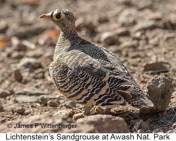 Lichtenstein's Sandgrouse - © James F Wittenberger and Exotic Birding LLC