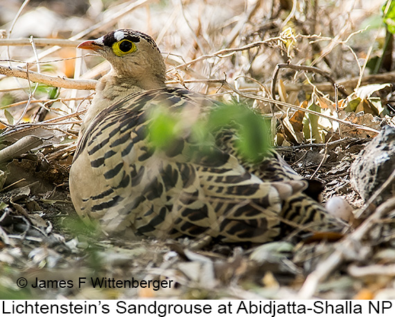 Lichtenstein's Sandgrouse - © James F Wittenberger and Exotic Birding LLC