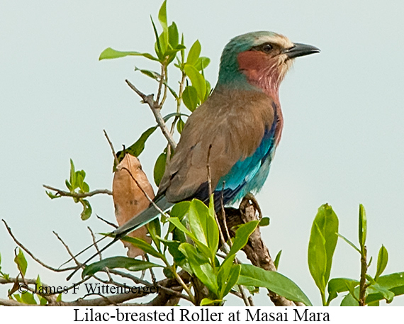 Lilac-breasted Roller - © Laura L Fellows and Exotic Birding LLC