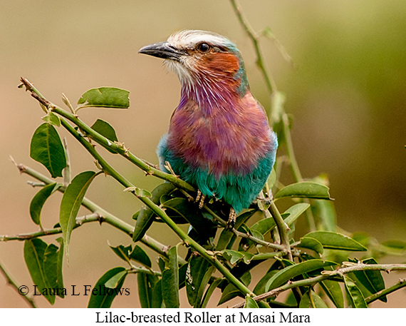 Lilac-breasted Roller - © Laura L Fellows and Exotic Birding LLC Lilac-breasted Roller - © Laura L Fellows and Exotic Birding LLC