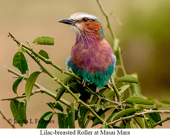 Lilac-breasted Roller - © Laura L Fellows and Exotic Birding LLC