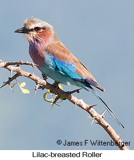 Lilac-breasted Roller - © James F Wittenberger and Exotic Birding LLC