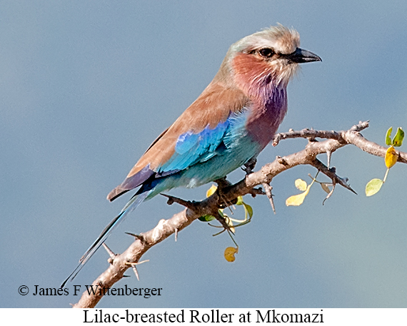 Lilac-breasted Roller - © James F Wittenberger and Exotic Birding LLC