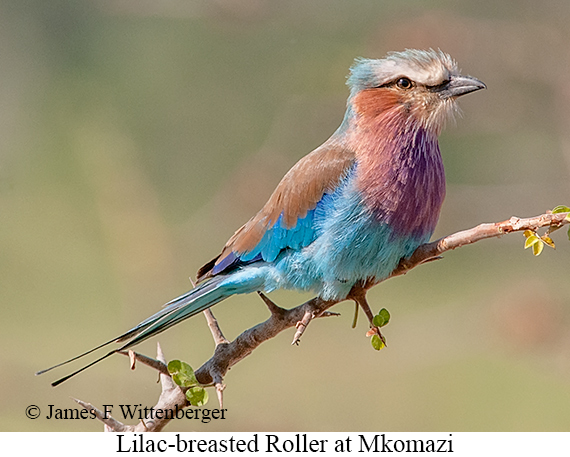 Lilac-breasted Roller - © James F Wittenberger and Exotic Birding LLC