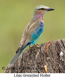 Lilac-breasted Roller - © James F Wittenberger and Exotic Birding LLC