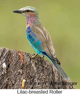 Lilac-breasted Roller - © James F Wittenberger and Exotic Birding LLC