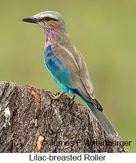 Lilac-breasted Roller - © James F Wittenberger and Exotic Birding LLC Lilac-breasted Roller - © James F Wittenberger and Exotic Birding LLC