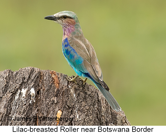 Lilac-breasted Roller - © James F Wittenberger and Exotic Birding LLC Lilac-breasted Roller - © James F Wittenberger and Exotic Birding LLC
