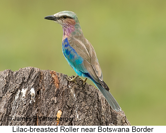 Lilac-breasted Roller - © James F Wittenberger and Exotic Birding LLC