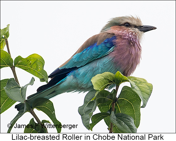 Lilac-breasted Roller - © James F Wittenberger and Exotic Birding LLC