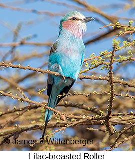 Lilac-breasted Roller - © James F Wittenberger and Exotic Birding LLC