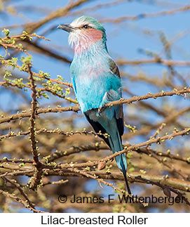 Lilac-breasted Roller - © James F Wittenberger and Exotic Birding LLC