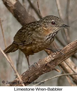 Limestone Wren-Babbler - © James F Wittenberger and Exotic Birding LLC