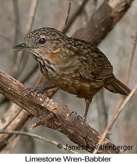 Limestone Wren-Babbler - &copy; James F Wittenberger and Exotic Birding LLC