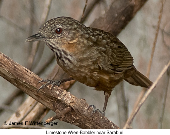 Limestone Wren-Babbler - © James F Wittenberger and Exotic Birding LLC