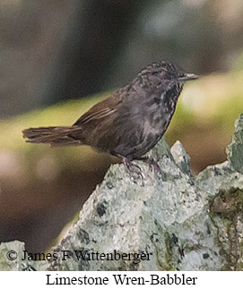 Limestone Wren-Babbler - © James F Wittenberger and Exotic Birding LLC