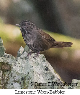 Limestone Wren-Babbler - © James F Wittenberger and Exotic Birding LLC