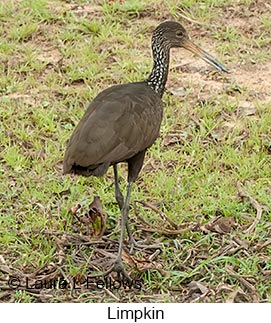 Limpkin - © Laura L Fellows and Exotic Birding LLC