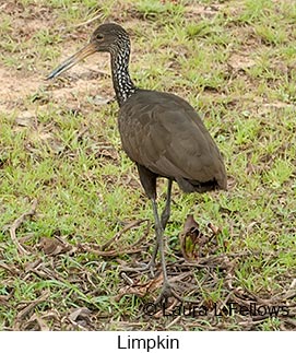 Limpkin - © Laura L Fellows and Exotic Birding LLC