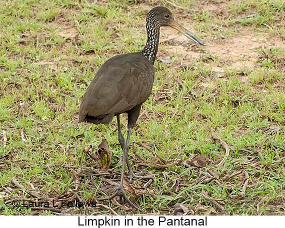 Limpkin - © Laura L Fellows and Exotic Birding LLC