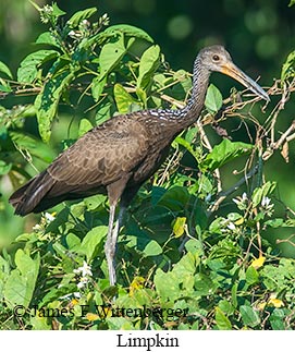 Limpkin - © James F Wittenberger and Exotic Birding LLC