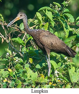 Limpkin - © James F Wittenberger and Exotic Birding LLC