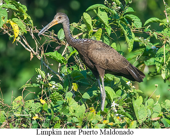 Limpkin - © James F Wittenberger and Exotic Birding LLC