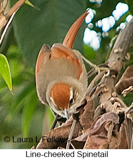 Line-cheeked Spinetail - © Laura L Fellows and Exotic Birding LLC Line-cheeked Spinetail - © Laura L Fellows and Exotic Birding LLC