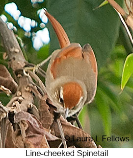 Line-cheeked Spinetail - © Laura L Fellows and Exotic Birding LLC