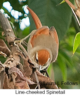 Line-cheeked Spinetail - © Laura L Fellows and Exotic Birding LLC Line-cheeked Spinetail - © Laura L Fellows and Exotic Birding LLC