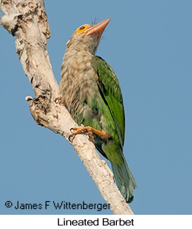 Lineated Barbet - © James F Wittenberger and Exotic Birding LLC