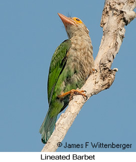 Lineated Barbet - © James F Wittenberger and Exotic Birding LLC