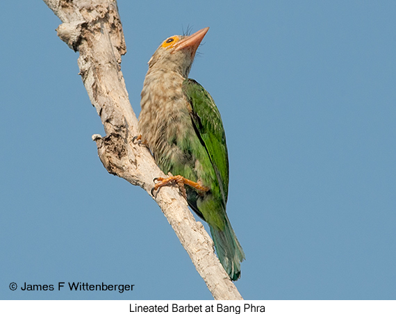 Lineated Barbet - © James F Wittenberger and Exotic Birding LLC