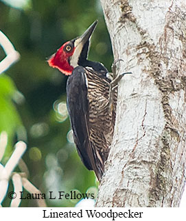 Lineated Woodpecker - © Laura L Fellows and Exotic Birding LLC