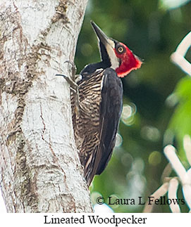 Lineated Woodpecker - © Laura L Fellows and Exotic Birding LLC