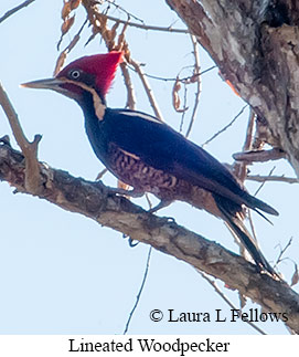 Lineated Woodpecker - © Laura L Fellows and Exotic Birding LLC