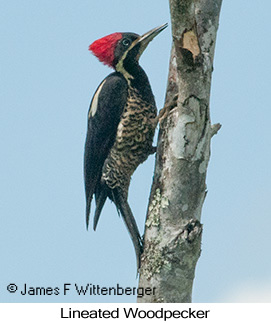 Lineated Woodpecker - © James F Wittenberger and Exotic Birding LLC