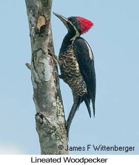 Lineated Woodpecker - © James F Wittenberger and Exotic Birding LLC