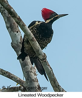 Lineated Woodpecker - © James F Wittenberger and Exotic Birding LLC