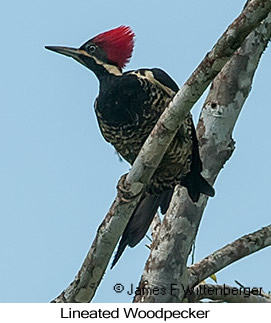 Lineated Woodpecker - © James F Wittenberger and Exotic Birding LLC