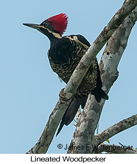 Lineated Woodpecker - © James F Wittenberger and Exotic Birding LLC Lineated Woodpecker - © James F Wittenberger and Exotic Birding LLC